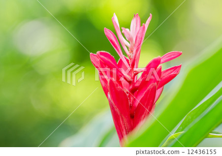 Red flower Red flower 12436155