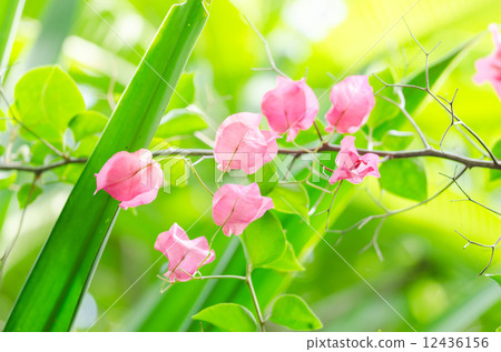 Paper flowers or Bougainvillea Paper flowers or Bougainvillea 12436156
