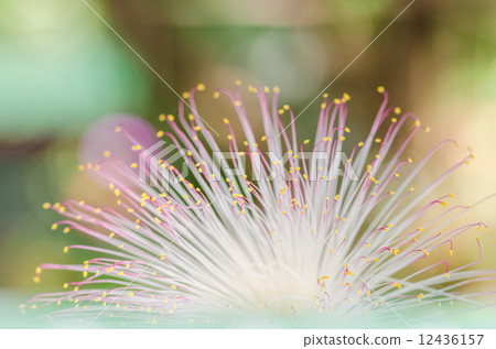 Fish Poison Tree or Putat Fish Poison Tree or Putat 12436157