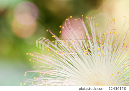 Fish Poison Tree or Putat Fish Poison Tree or Putat 12436158