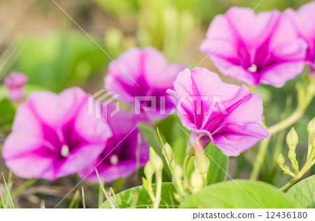 Morning glory or Convolvulaceae flowers Morning glory or Convolvulaceae flowers 12436180