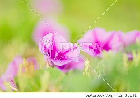 Morning glory or Convolvulaceae flowers Morning glory or Convolvulaceae flowers 12436181