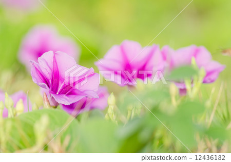 Morning glory or Convolvulaceae flowers Morning glory or Convolvulaceae flowers 12436182