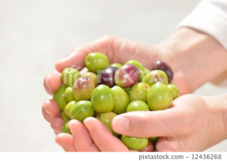 Olive fruit 12436268