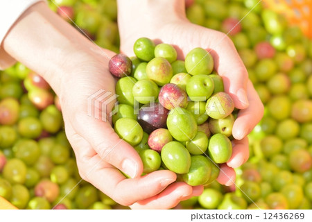 Olive fruit 12436269