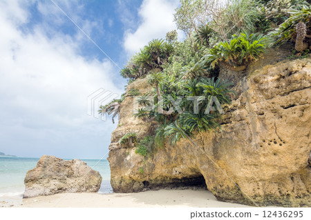 Seaside and cycads of Yagama Island 12436295