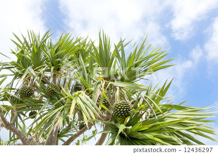 Takonoki and sky Takonoki and sky 12436297