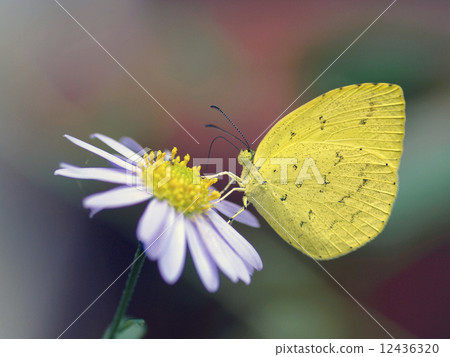 Northern Spotted Butterfly Northern Spotted Butterfly 12436320