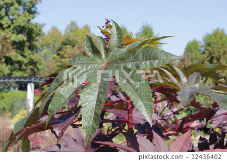 Castor beans Castor beans 12436402