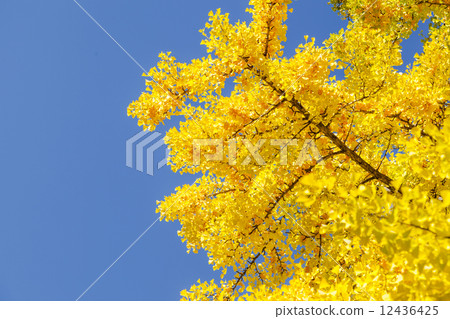 Autumn leaves Autumn leaves 12436425