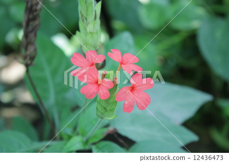 Crossundra Crossundra 12436473