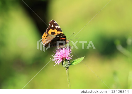 Akatateha和Thistle③ 12436844
