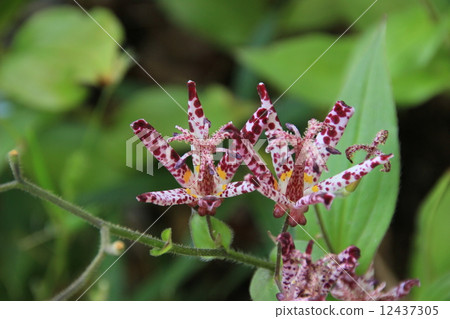 Autumn noodles Autumn noodles 12437305