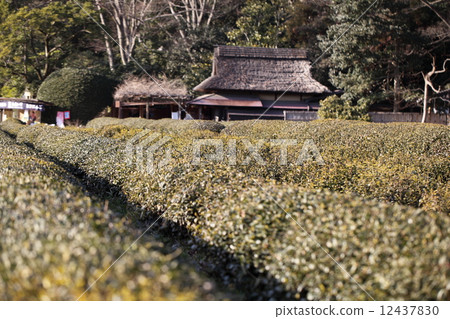 Tea garden in Korakuen Tea garden in Korakuen 12437830