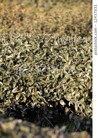 Tea plantation Tea plantation 12437831