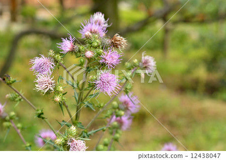 植物·Nambu Thamikikikiku 12438047