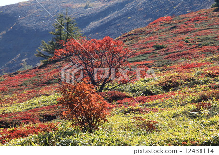 Kusatsu Shirane and autumn leaves 12438114