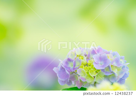  繡球 12438237