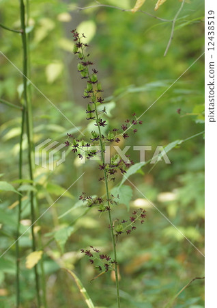 Shulawo箱根潮濕的花園 12438519