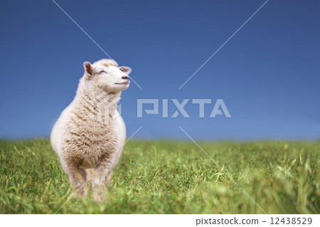 Not smiling 12438529