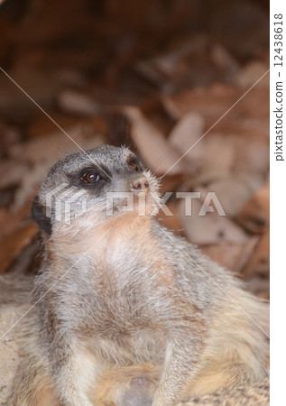 Meerkat 30 12438618