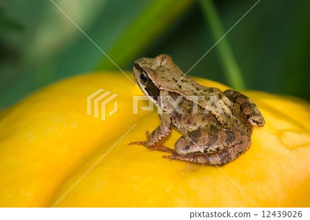 Frog on big pumpkin 12439026