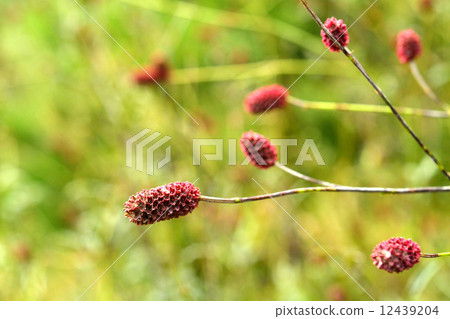 植物·谷玫瑰家族 植物·谷玫瑰家族 12439204