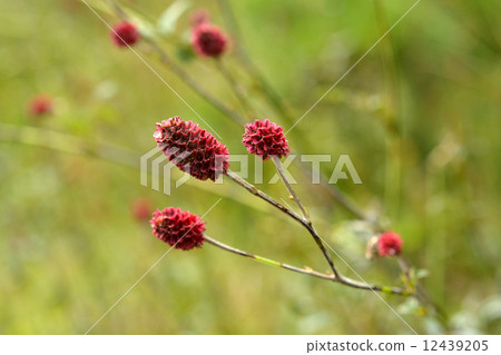 植物·谷玫瑰家族 12439205