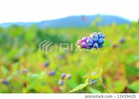 Fruit of Ishikawa 12439420