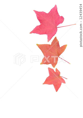 秋天的樹葉 12439454