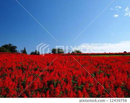 Salvia花園 Salvia花園 12439756