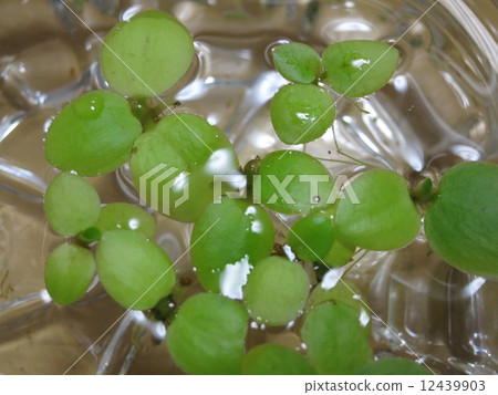 亞馬遜Frogbit 12439903