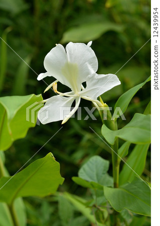 Plants · Ginger ginger family 12439954