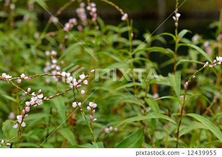 Plants · Flounder family 12439955