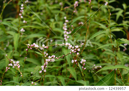 Plants · Flounder family 12439957