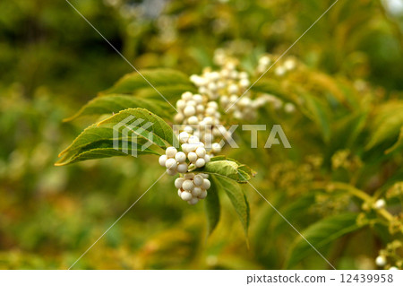 Trees · Shirane Minorokorasaki Kurozu 12439958