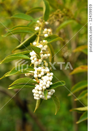 Trees · Shirane Minorokorasaki Kurozu 12439959