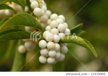 Trees · Shirane Minorokorasaki Kurozu 12439960