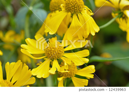 植物·Dango igiki Asteraceae 植物·Dango igiki Asteraceae 12439963