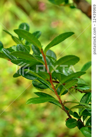 樹·Hamahisakaki Mokkoku部門 樹·Hamahisakaki Mokkoku部門 12439969