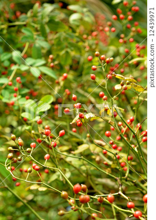 Tree · Neubara rose family 12439971