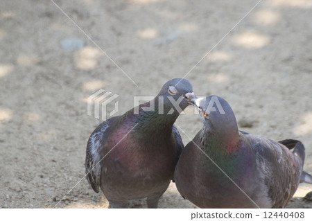 愛鴿子 12440408