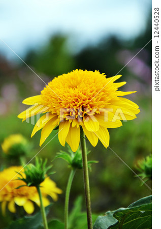 菊芋:向日葵公主 菊芋:向日葵公主 12440528