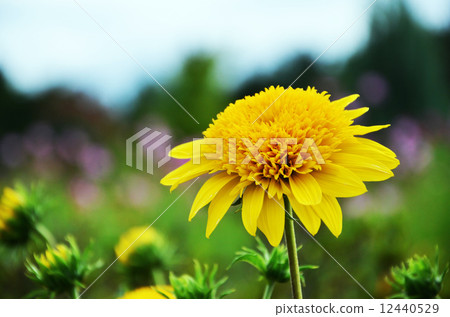 菊芋：向日葵公主 12440529