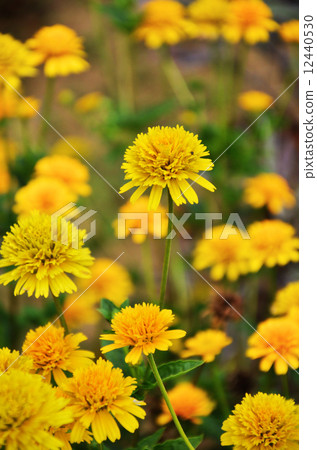 Jerusalem artichoke: Princess Sunflower Jerusalem artichoke: Princess Sunflower 12440530
