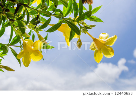 Golden Trumpet flower or Allamanda cathartica Golden Trumpet flower or Allamanda cathartica 12440683