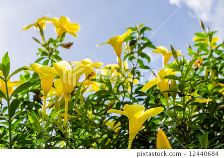Golden Trumpet flower or Allamanda cathartica 12440684