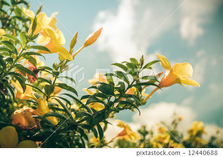 Golden Trumpet flower or Allamanda cathartica vintage Golden Trumpet flower or Allamanda cathartica vintage 12440688