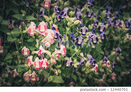 Torenia or Wishbone flowers vintage 12440701
