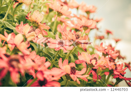 Zinnia angustifolia flowers vintage Zinnia angustifolia flowers vintage 12440703